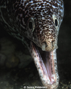 Spotted Moray- comin right atcha! by Suzan Meldonian 